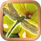 Animals Divine Tarot iOS Icon