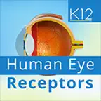 Human Eye Receptors iOS Icon