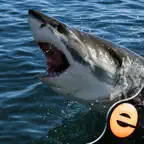 Shark Puzzles for Kids Free Jigsaw Wonder Collection iOS Icon