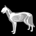3D Cat Anatomy iOS Icon