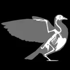 3D Bird Anatomy iOS Icon