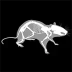 3D Rat Anatomy iOS Icon