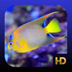 Peaceful Aquarium HD iOS Icon