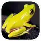 Frogs of Southern Africa iOS Icon