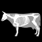 3D Bovine Anatomy iOS Icon