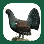 Eastern Europe Birds iOS Icon