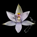 NZ Orchid Key iOS Icon