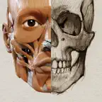 3D Anatomy for the Artist iOS Icon