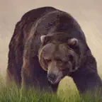 Bear Sounds! iOS Icon