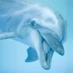 Dolphin Sounds! iOS Icon
