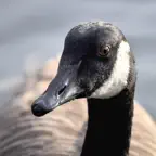 Goose Sounds iOS Icon