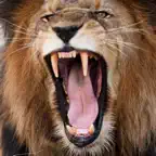 Lion Sounds iOS Icon