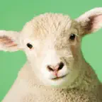 Sheep Sounds iOS Icon
