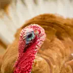 Turkey Sounds iOS Icon