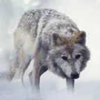 Wolf Sounds iOS Icon