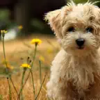 Pet Friendly Caravan Parks Australia iOS Icon