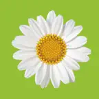 Modern Gardens: Makeover Tips iOS Icon