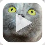 Slideshow Karaoke: Presentation Improv Game iOS Icon