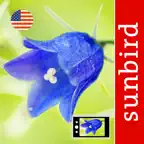 Wildflower Id USA Photo Recog. iOS Icon