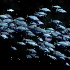 underwater:mobile iOS Icon