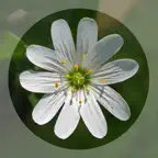 Mobile Flora - Wild Flowers iOS Icon