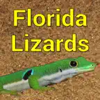 Florida Lizards iOS Icon