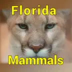 Florida Mammals iOS Icon