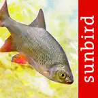 Fish Id - Freshwater Fish UK iOS Icon