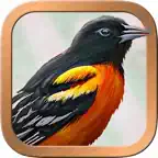 Ciro's Gilded Reverie Lennie iOS Icon