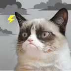 Grumpy Cat's Funny Weather iOS Icon