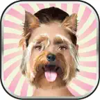 Animal Head Photo Montage Maker – Best Funny Face Changer and Pic Editor with Cool Sticker.s iOS Icon