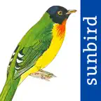 All Birds Venezuela - guide iOS Icon