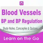 Blood Vessels, BP & regulation icon