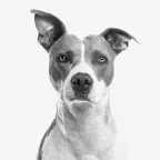 My Dog App - Care my Dog iOS Icon