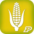 Purdue Extension Corn Field Scout iOS Icon
