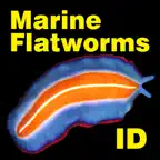 Marine Flatworms ID iOS Icon