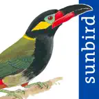 All Birds Guianas iOS Icon