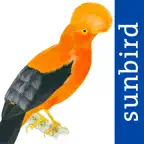 All Birds Northern Peru iOS Icon