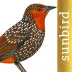 All Birds North. South America iOS Icon