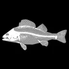 3D Fish Anatomy iOS Icon