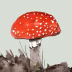Mushrooms & other Fungi UK icon