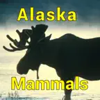 Alaska Mammals iOS Icon
