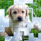 PicPu - Dog Picture Puzzle iOS Icon