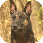 UKC Rally Dog Obedience iOS Icon