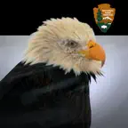 NPS Kenai Fjords Icon