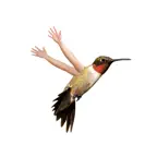 Birds with Human Arms iOS Icon
