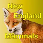 New England Mammals iOS Icon