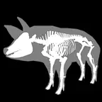 3D Pig Anatomy iOS Icon