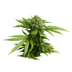 Marijuana Cannabis iOS Icon