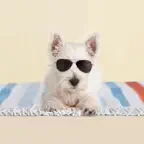 Adorable Animals! iOS Icon